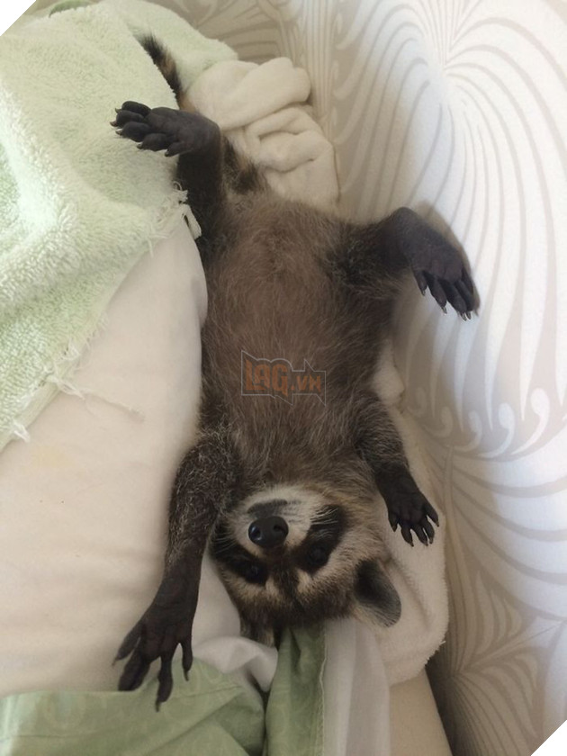 21 chú gấu mèo hiện đại là không ngại thả thính - Ảnh 35.