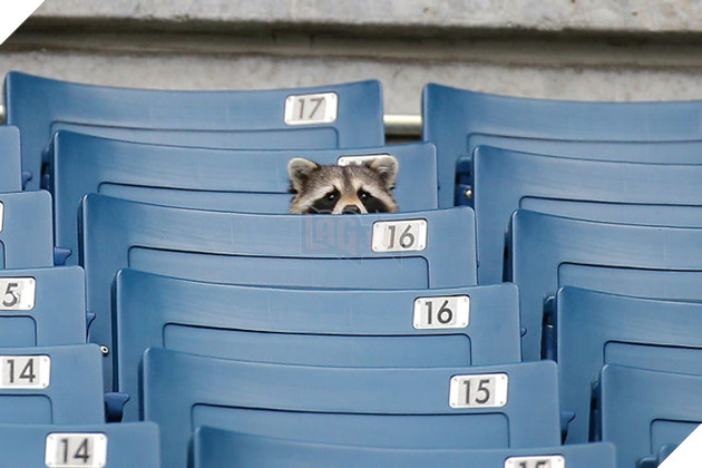 21 chú gấu mèo hiện đại là không ngại thả thính - Ảnh 11.