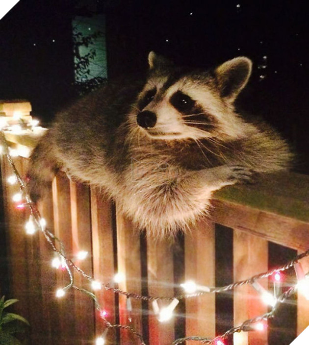 21 chú gấu mèo hiện đại là không ngại thả thính - Ảnh 13.