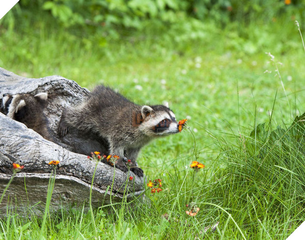 21 chú gấu mèo hiện đại là không ngại thả thính - Ảnh 29.