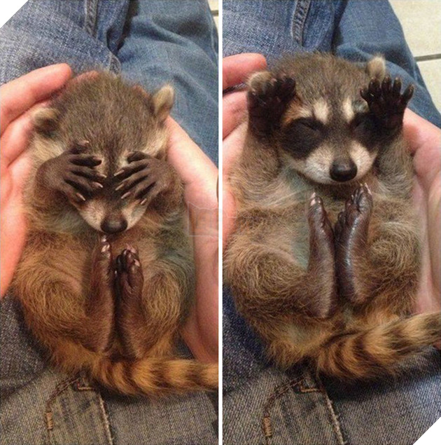 21 chú gấu mèo hiện đại là không ngại thả thính - Ảnh 15.