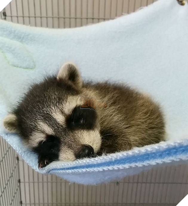 21 chú gấu mèo hiện đại là không ngại thả thính - Ảnh 19.