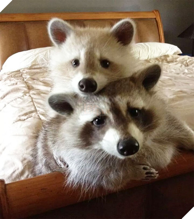 21 chú gấu mèo hiện đại là không ngại thả thính - Ảnh 25.