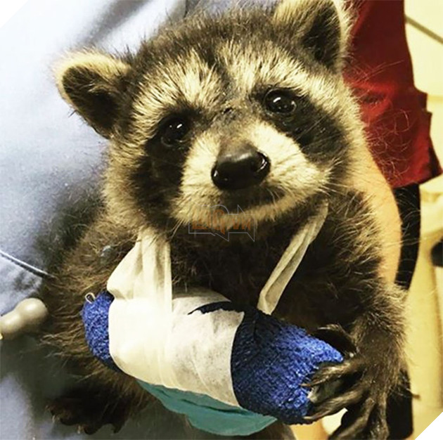 21 chú gấu mèo hiện đại là không ngại thả thính - Ảnh 27.