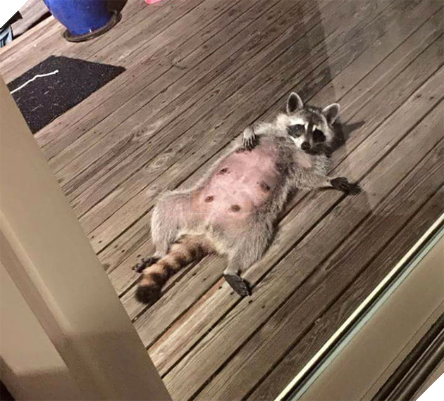 21 chú gấu mèo hiện đại là không ngại thả thính - Ảnh 39.