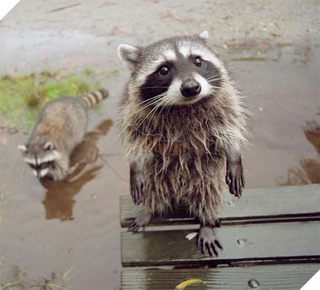 21 chú gấu mèo hiện đại là không ngại thả thính - Ảnh 5.