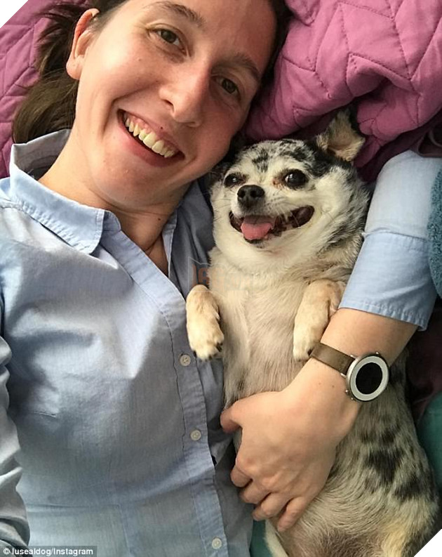 Em chó chihuahua béo như thể là con rơi của lợn - Ảnh 3.