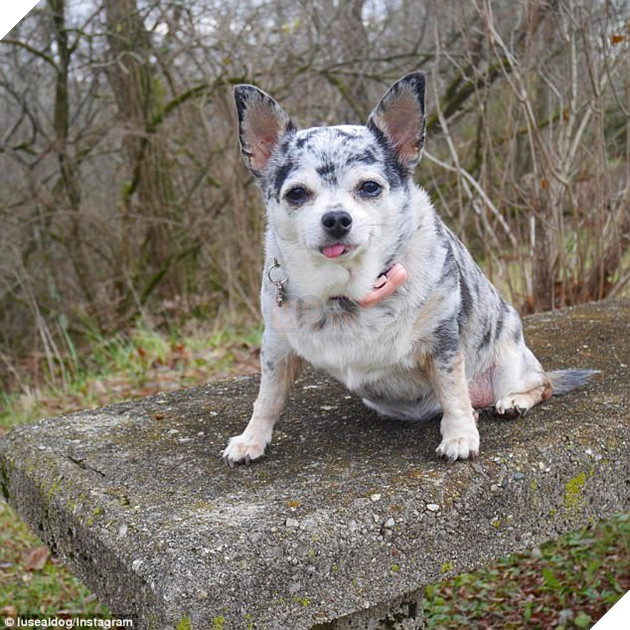 Em chó chihuahua béo như thể là con rơi của lợn - Ảnh 2.