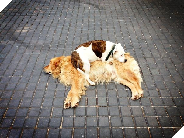 My Dog Uses Other Dogs As Beds