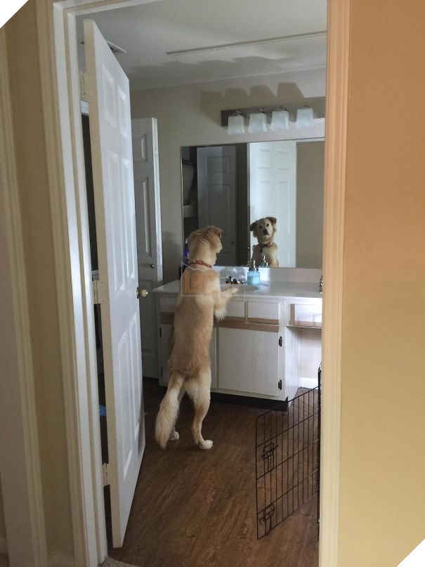 My Dog Contemplating Life