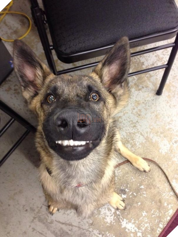 My Friends Dog Likes To Smile Like A Human. Super Derpy