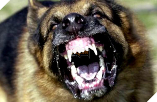 Loài thú nào giết người nhiều nhất và bạn sẽ ngạc nhiên khi biết kết quả... - Ảnh 3.