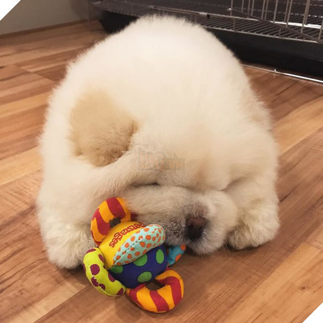 Đã béo lùn lại còn chân ngắn, chú chó cục bông di động vẫn cứ là xinh hết nấc - Ảnh 11.