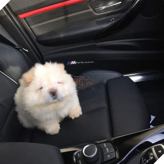 Đã béo lùn lại còn chân ngắn, chú chó cục bông di động vẫn cứ là xinh hết nấc - Ảnh 9.