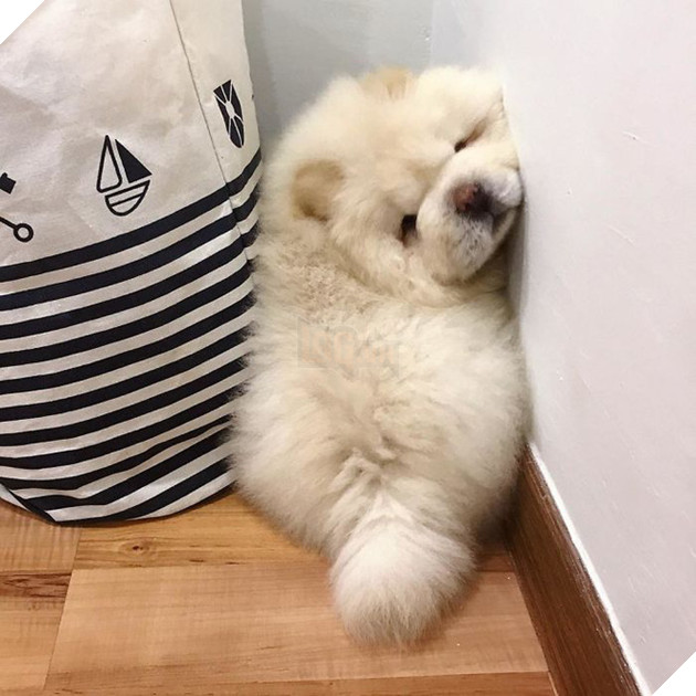 Đã béo lùn lại còn chân ngắn, chú chó cục bông di động vẫn cứ là xinh hết nấc - Ảnh 7.