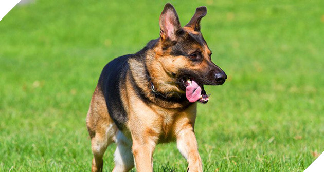 Loài thú nào giết người nhiều nhất và bạn sẽ ngạc nhiên khi biết kết quả... - Ảnh 2.