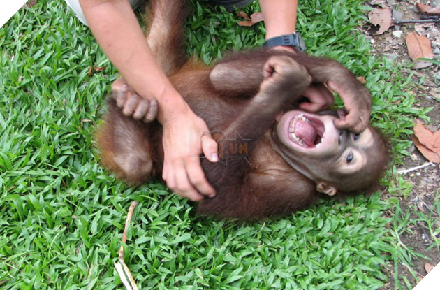 Hỏi lạ: Động vật có biết cười như con người không? - Ảnh 2.