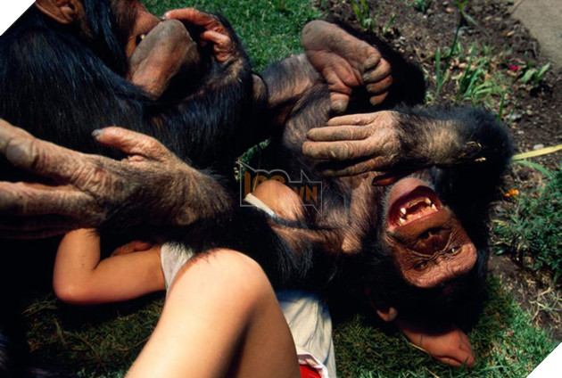 Hỏi lạ: Động vật có biết cười như con người không? - Ảnh 3.