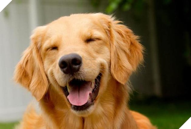 Hỏi lạ: Động vật có biết cười như con người không? - Ảnh 4.