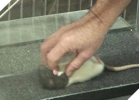 Hỏi lạ: Động vật có biết cười như con người không? - Ảnh 5.