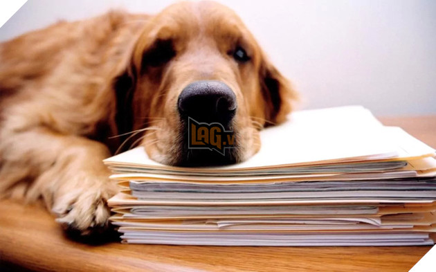 Loài thú nào giết người nhiều nhất và bạn sẽ ngạc nhiên khi biết kết quả... - Ảnh 4.