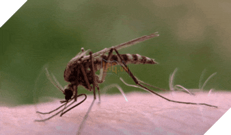 Loài thú nào giết người nhiều nhất và bạn sẽ ngạc nhiên khi biết kết quả... - Ảnh 1.