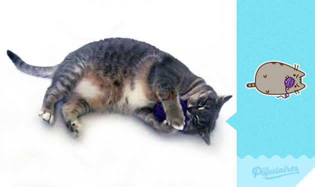 Rụng tim với chú mèo hóa trang thành mèo Pusheen cực đáng yêu 2