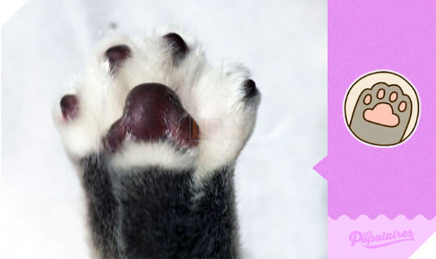 Rụng tim với chú mèo hóa trang thành mèo Pusheen cực đáng yêu 3