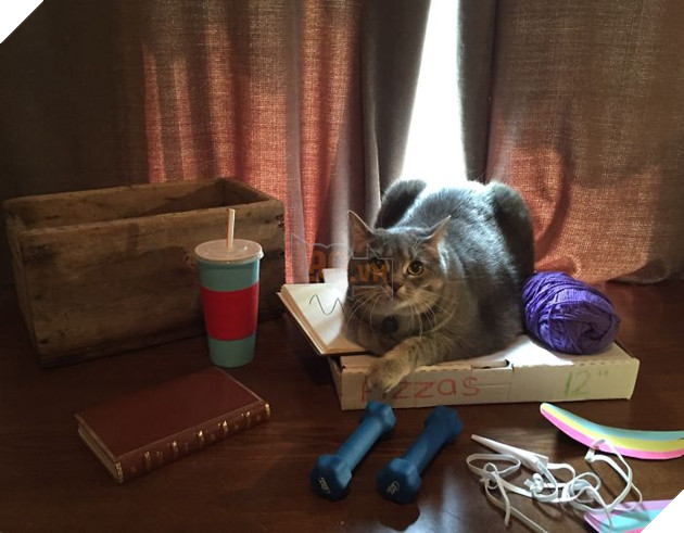 Rụng tim với chú mèo hóa trang thành mèo Pusheen cực đáng yêu 7