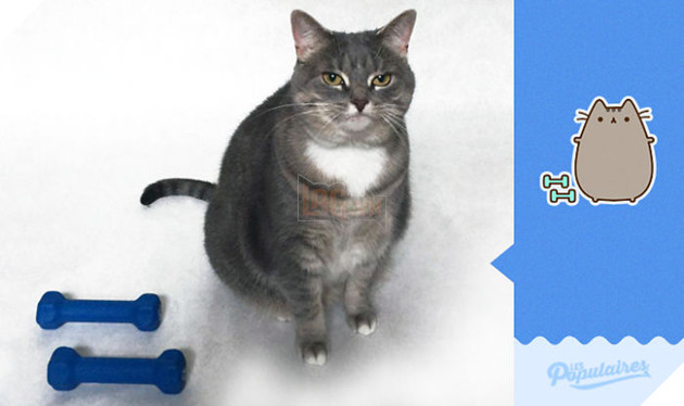 Rụng tim với chú mèo hóa trang thành mèo Pusheen cực đáng yêu 9