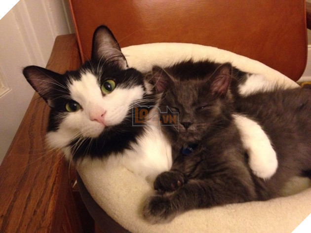 Chân dung 17 con mèo to xác khiến con người cũng phát hoảng - Ảnh 25.