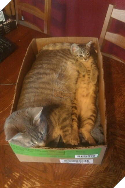 Chân dung 17 con mèo to xác khiến con người cũng phát hoảng - Ảnh 27.