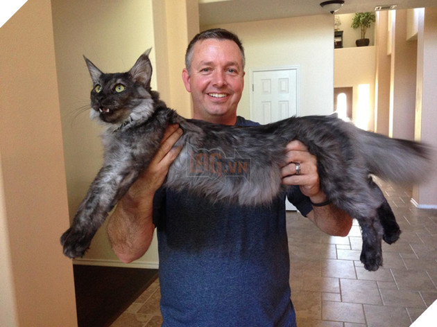 Chân dung 17 con mèo to xác khiến con người cũng phát hoảng - Ảnh 17.