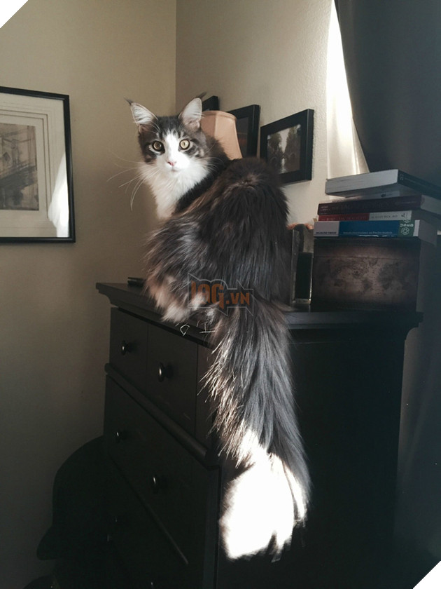 Chân dung 17 con mèo to xác khiến con người cũng phát hoảng - Ảnh 13.