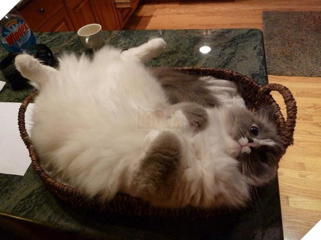 Chân dung 17 con mèo to xác khiến con người cũng phát hoảng - Ảnh 33.