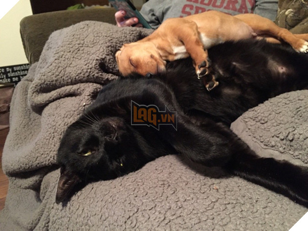 Chân dung 17 con mèo to xác khiến con người cũng phát hoảng - Ảnh 23.