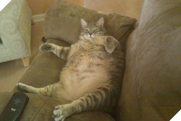 Chân dung 17 con mèo to xác khiến con người cũng phát hoảng - Ảnh 15.