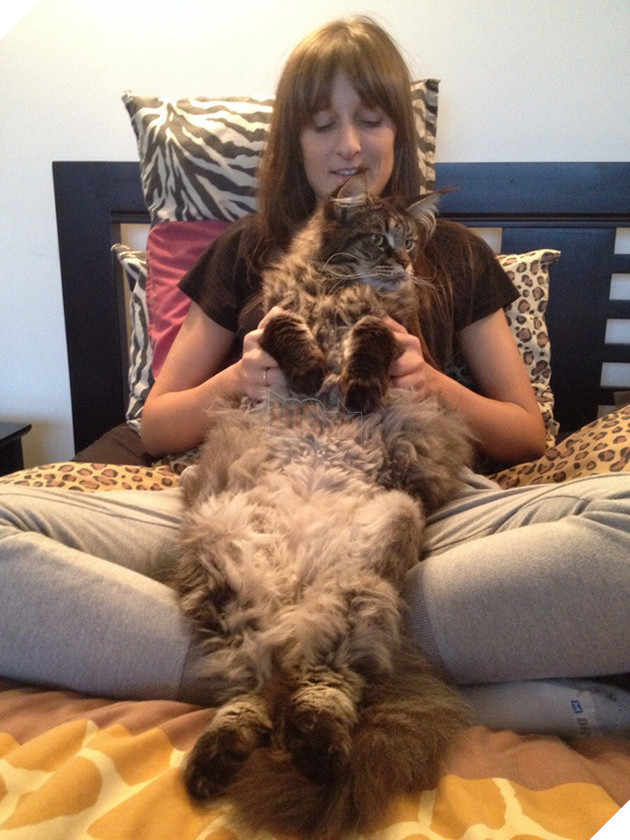 Chân dung 17 con mèo to xác khiến con người cũng phát hoảng - Ảnh 31.