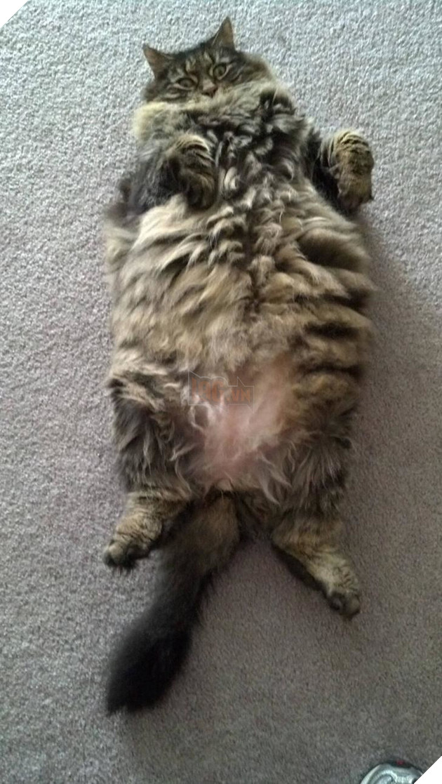 Chân dung 17 con mèo to xác khiến con người cũng phát hoảng - Ảnh 5.