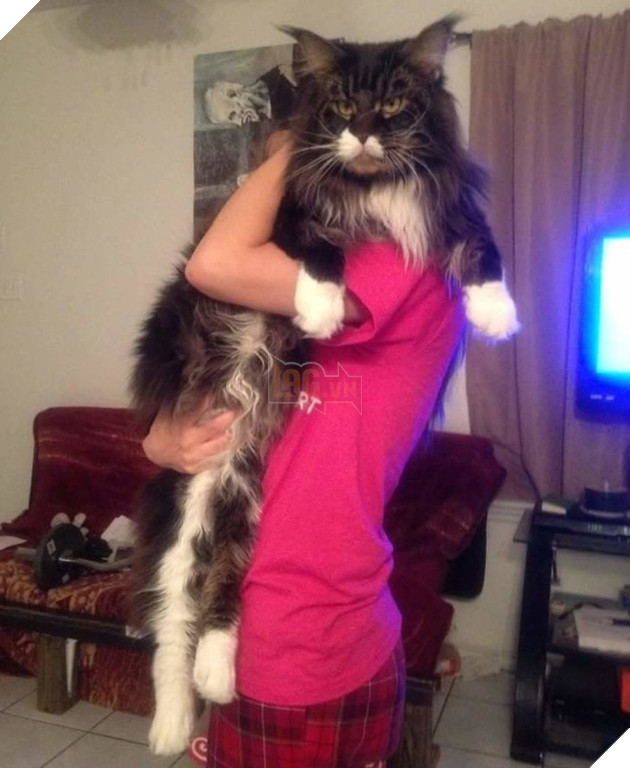 Chân dung 17 con mèo to xác khiến con người cũng phát hoảng - Ảnh 19.