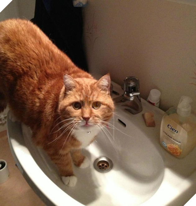 Chân dung 17 con mèo to xác khiến con người cũng phát hoảng - Ảnh 7.