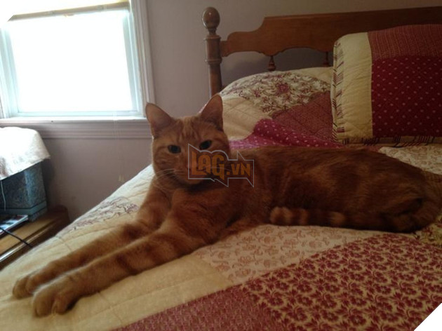 Chân dung 17 con mèo to xác khiến con người cũng phát hoảng - Ảnh 3.