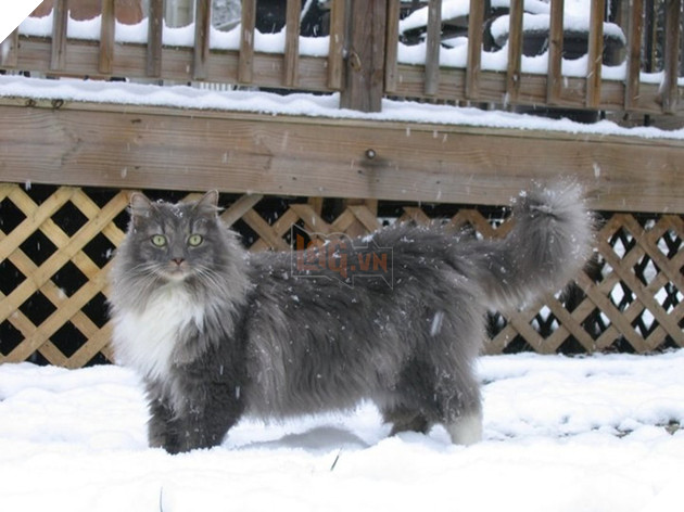 Chân dung 17 con mèo to xác khiến con người cũng phát hoảng - Ảnh 29.