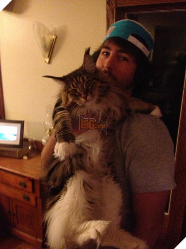 Chân dung 17 con mèo to xác khiến con người cũng phát hoảng - Ảnh 9.