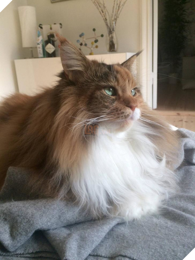 Chân dung 17 con mèo to xác khiến con người cũng phát hoảng - Ảnh 11.