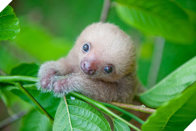 Viện mồ côi chuyên dang tay đón nhận những chú lười bị bỏ rơi - Ảnh 1.