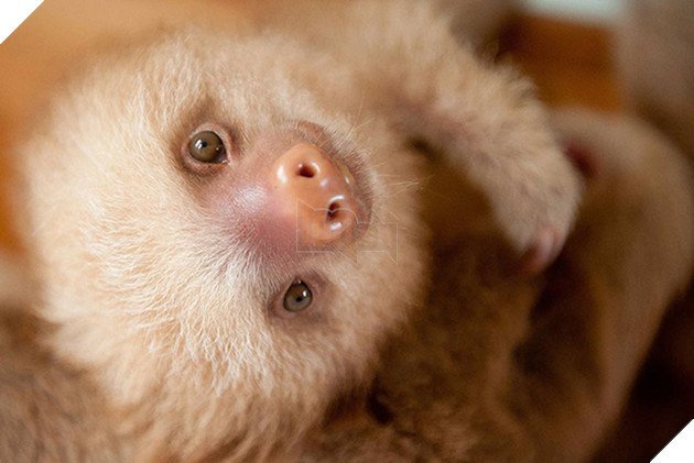 Viện mồ c&#244;i chuy&#234;n dang tay đ&#243;n nhận những ch&#250; lười bị bỏ rơi - Ảnh 2.