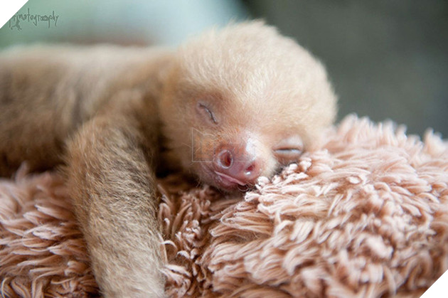 Viện mồ c&#244;i chuy&#234;n dang tay đ&#243;n nhận những ch&#250; lười bị bỏ rơi - Ảnh 2.