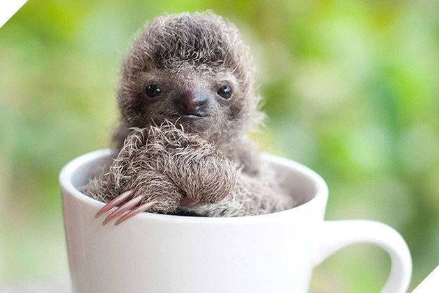 Viện mồ c&#244;i chuy&#234;n dang tay đ&#243;n nhận những ch&#250; lười bị bỏ rơi - Ảnh 2.