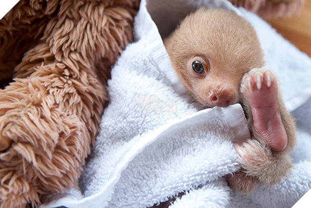 Viện mồ c&#244;i chuy&#234;n dang tay đ&#243;n nhận những ch&#250; lười bị bỏ rơi - Ảnh 2.